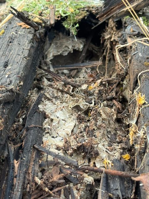 Close-up of a decayed, charred log with a hollow opening, twigs, and dry leaves on the forest floor