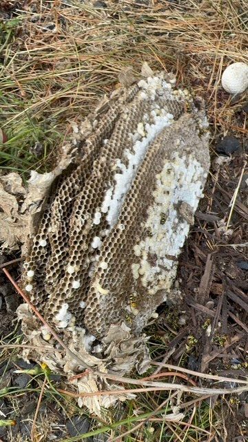 Dead honeycomb on the ground beside dry grass and leaves