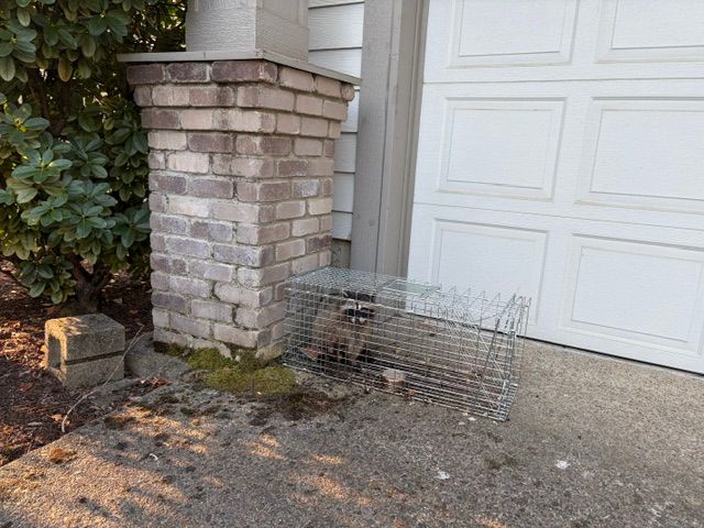 Wire animal trap beside a garage, next to a brick pillar and shrubs.