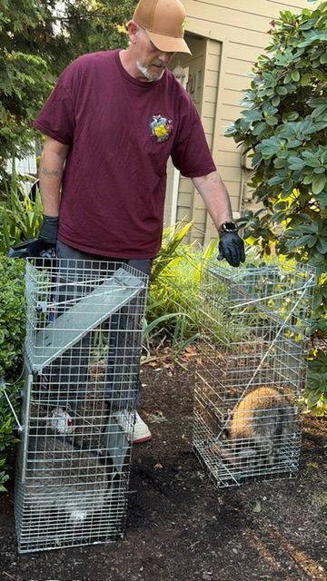Person holding two wire animal traps in a garden, one trap with a raccoon inside