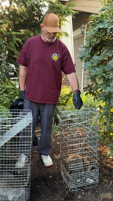 Person in a maroon shirt and gloves stands outdoors beside wire cages with animals.