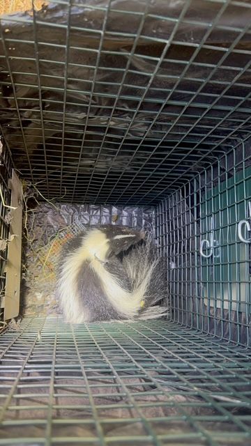 Small skunk curled up inside a metal trap cage