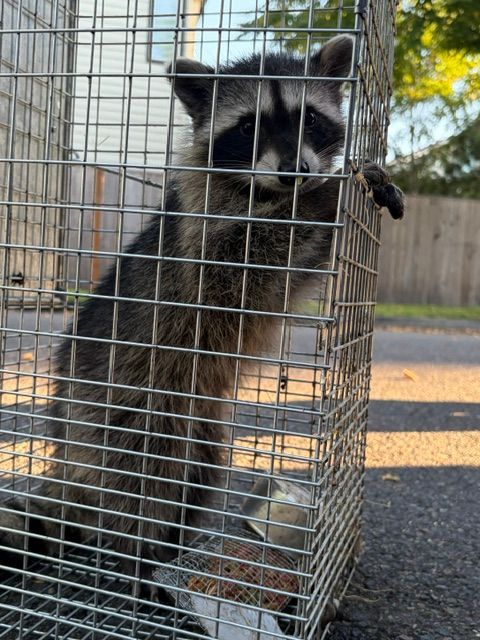 Raccoon inside a wire live trap outdoors, gripping the cage door.