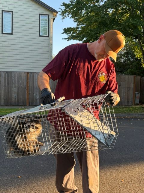 Person wearing a red shirt and cap holds a wire live trap with a trapped cat outdoors.