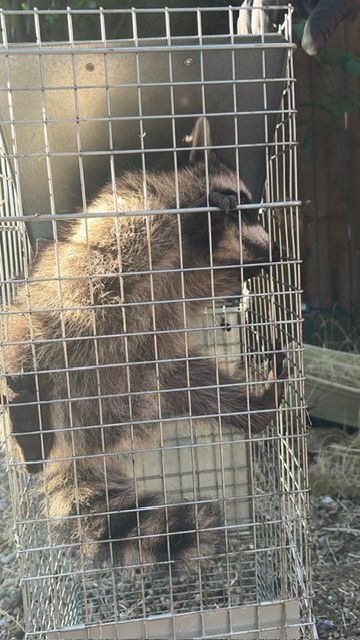 Raccoon standing in a metal cage outdoors, facing right.