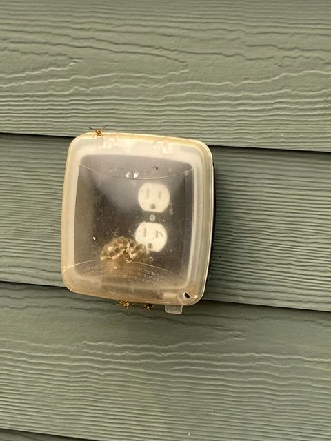 Outdoor electrical outlet under a clear protective cover on green siding with a spider inside
