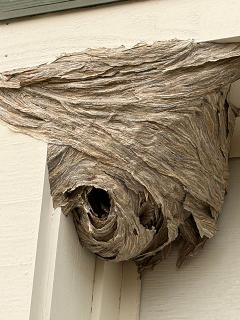Large gray wasp nest attached under a house eave, with visible entrance holes