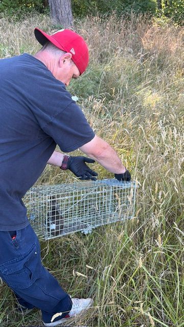 Person in a red cap placing a wire live trap in tall grass outdoors