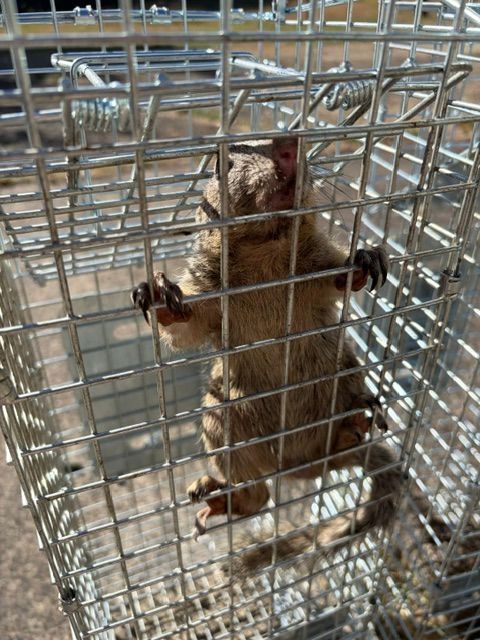Small brown animal climbing a wire cage, with paws gripping the bars in sunlight