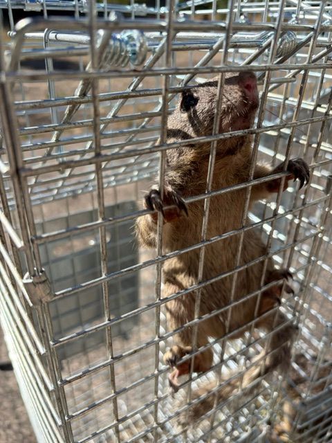 Small brown animal standing upright in a wire cage, gripping the bars with its front paws.
