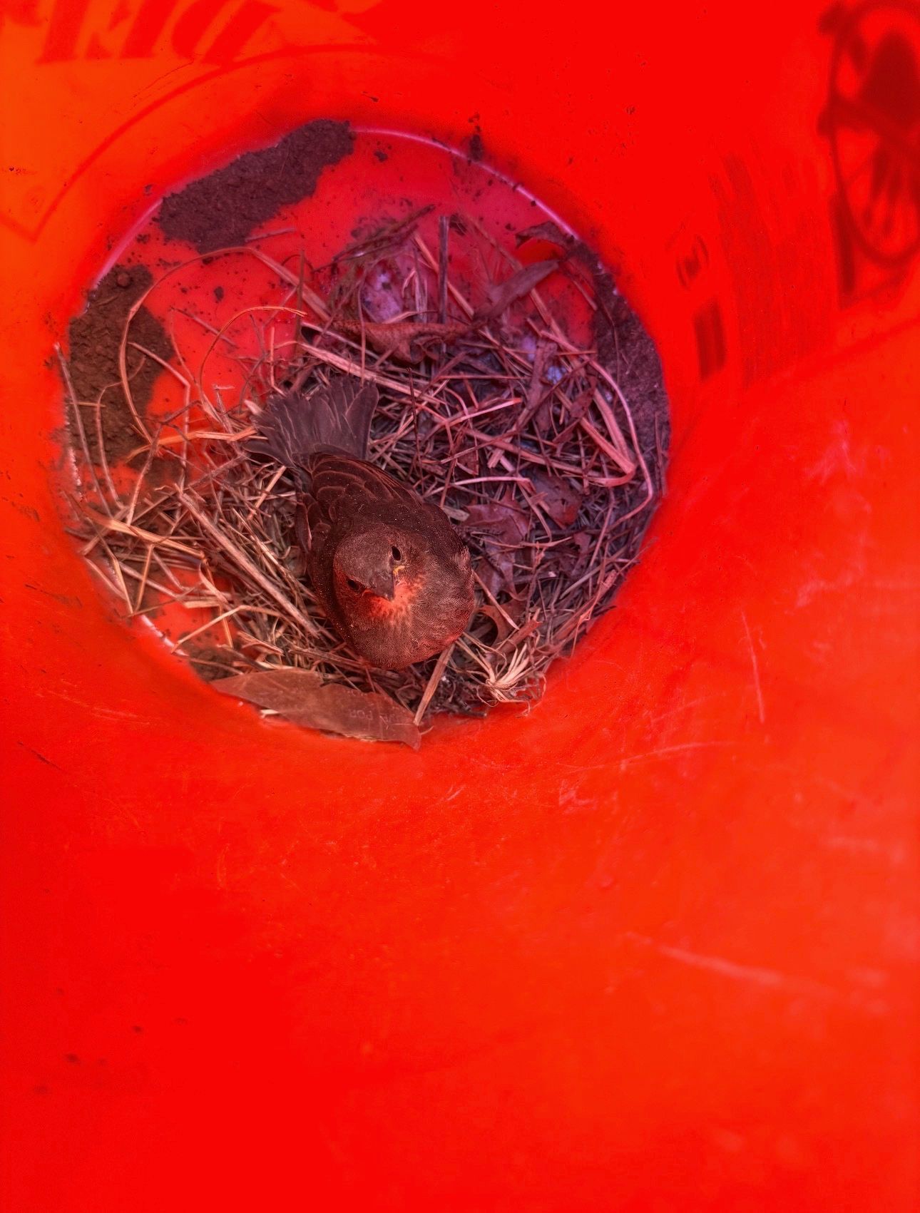 Red bucket with a bird’s nest and twigs inside