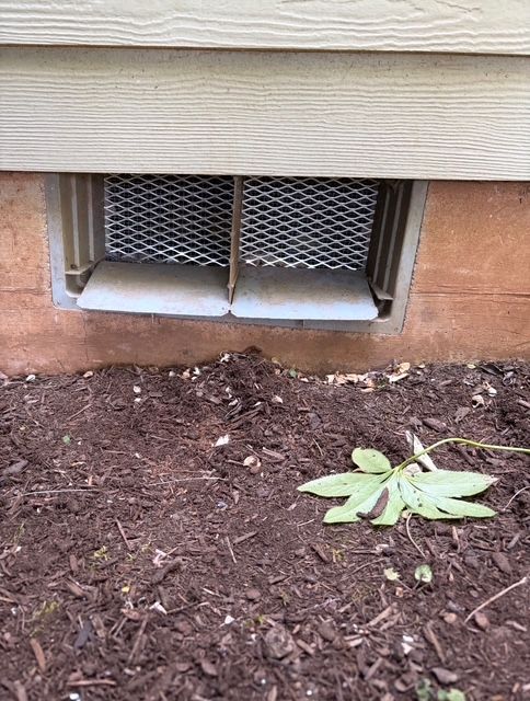 Basement window with metal grate above mulch and a small green plant