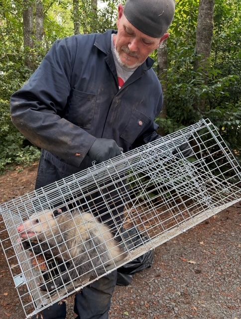 Person holding a live opossum in a wire cage trap on a wooded path