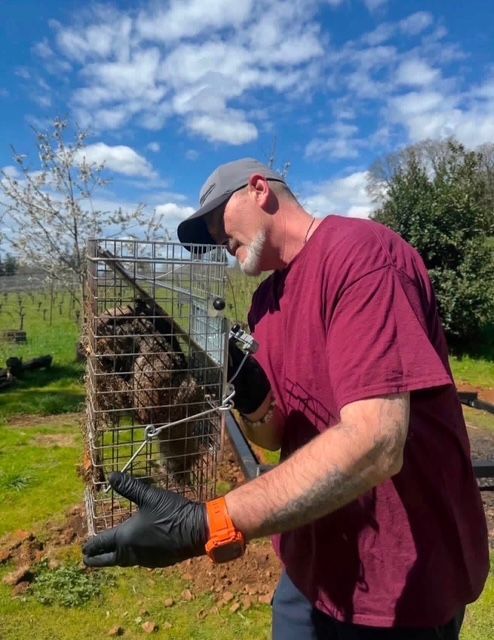Man in maroon shirt and cap working on a wire gate outdoors on a sunny farm.