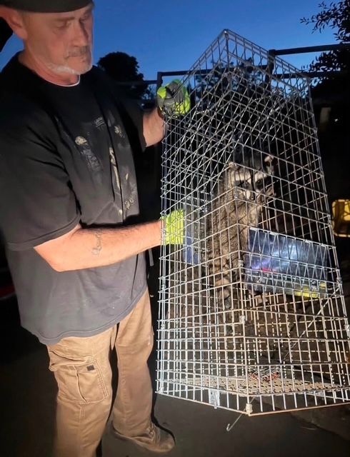 Man in gloves holding a wire live trap with a raccoon inside at dusk