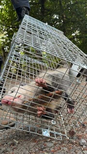 Two raccoons trapped in a tipped wire cage in a wooded outdoor area