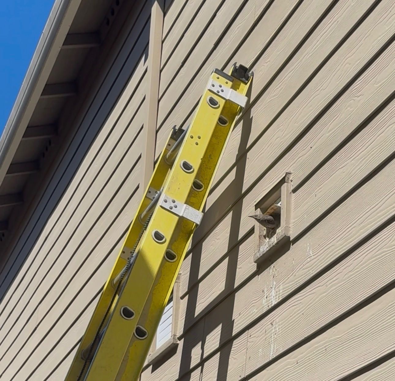 Yellow ladder leaning against beige house siding outdoors under blue sky