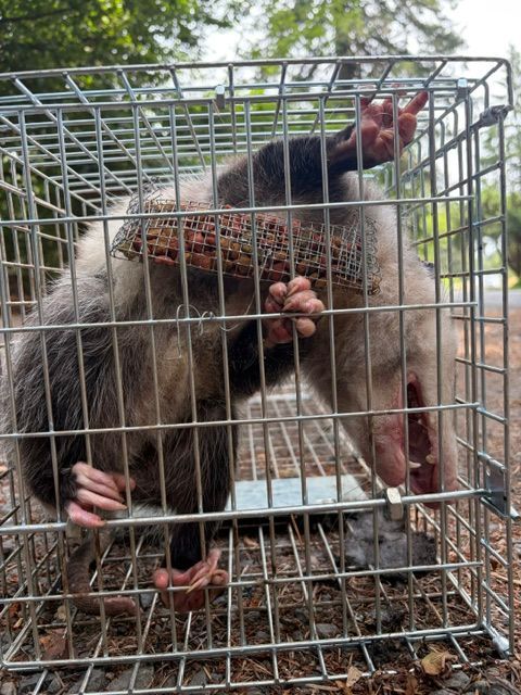 Possum in a metal cage outdoors, with another possum peering through the bars.