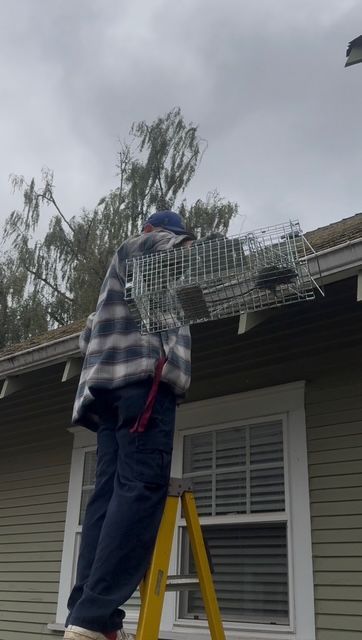 Person standing on a ladder cleaning gutters on a house roof under an overcast sky