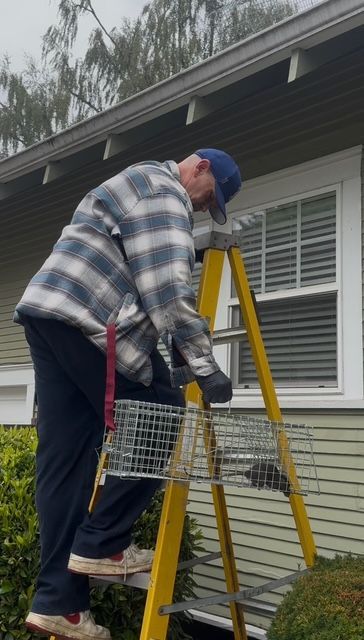 Man standing on a yellow ladder painting or repairing a house exterior near a window