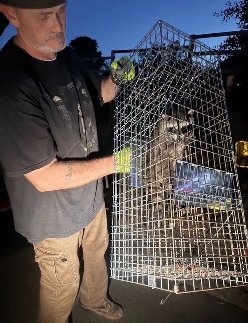 Man holding a wire trap cage with a small animal inside at dusk outdoors
