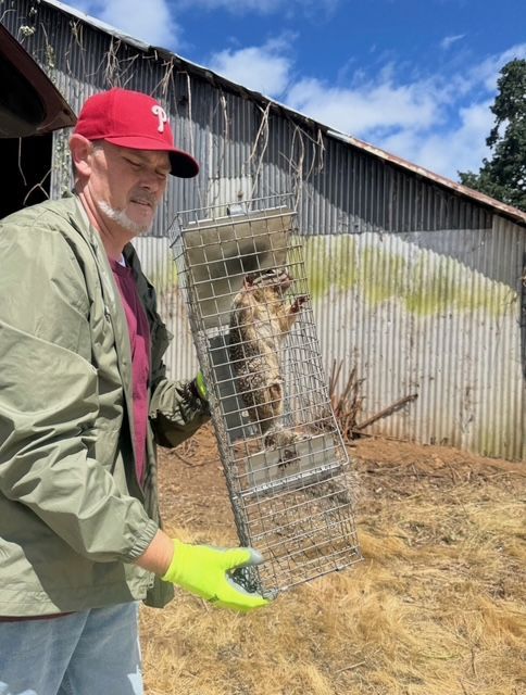 Person in red cap and gloves holds a trapped animal cage beside a shed in a dry yard.