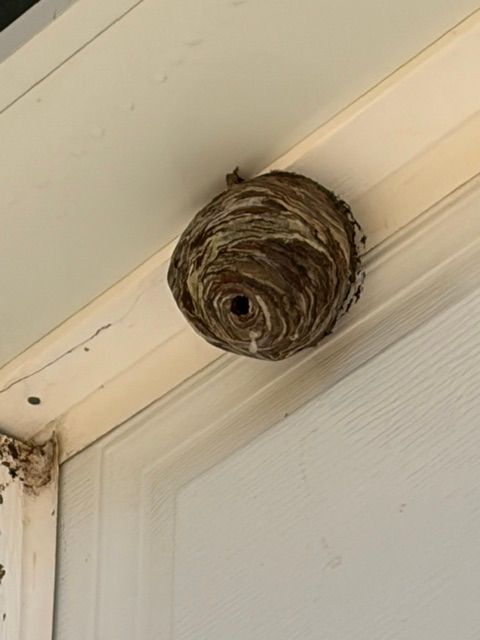 Paper wasp nest under an exterior eave above a white door