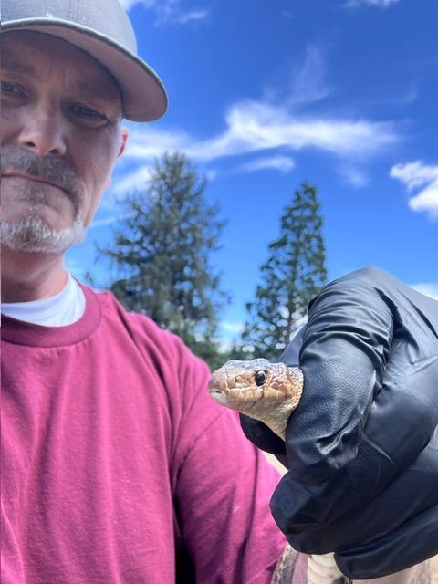 Person in pink shirt and black glove holding a small lizard outdoors under a blue sky.