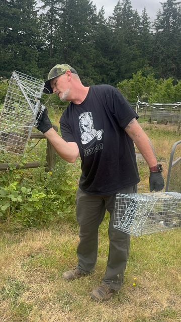 Man in a cap and gloves holding wire cages in a grassy field with trees in the background
