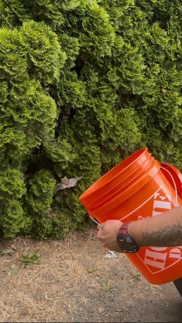 Hand holding an orange bucket beside a green hedge outdoors