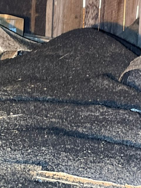 Dark textured mound or blanket draped over wooden floorboards, with a small light-colored object at the bottom.