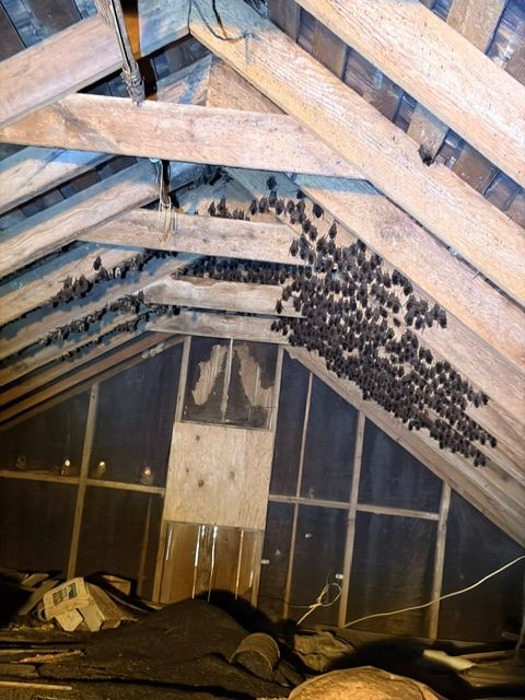 Many bats clustered under wooden roof beams in an attic-like space