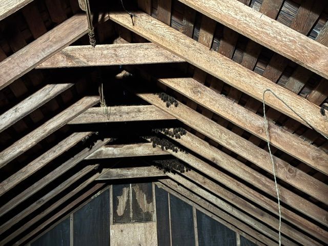 Wooden attic roof trusses and beams inside an old barn or loft.