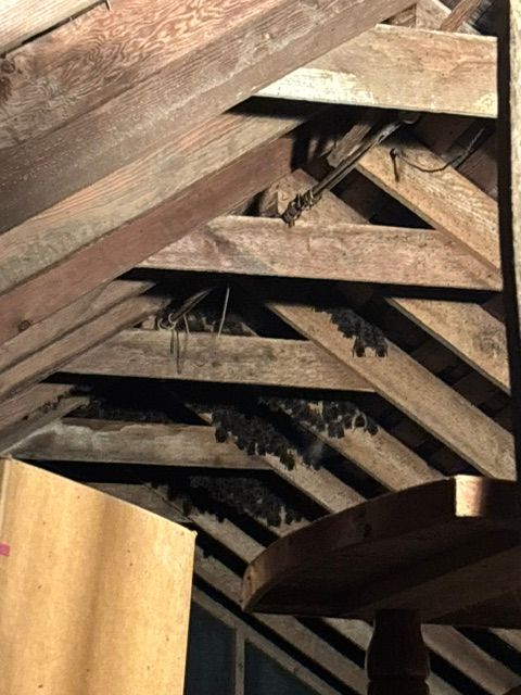 Attic rafters with exposed wooden beams and insulation between the joists