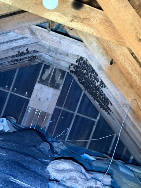 Attic with exposed wooden rafters, insulation, and black mold on the roof underlayment.