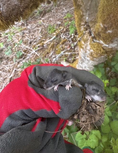 Gloved hand holding a small gray lizard beside mossy tree roots and green leaves