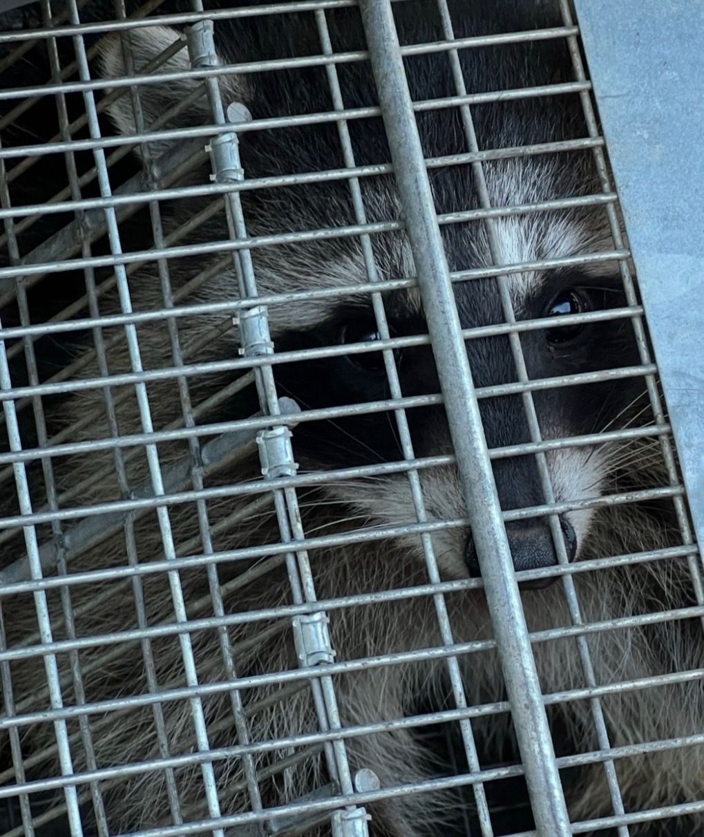 Cat behind a metal cage door, peering through the bars in a blue setting