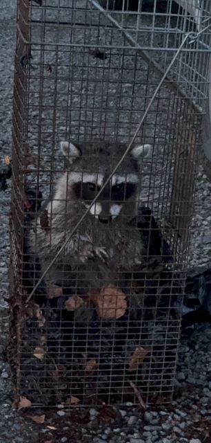 Raccoon behind a wire cage, sitting on a blanket with food nearby.