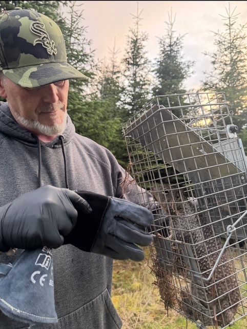Person in gloves loading a raccoon into a wire cage trap outdoors in a wooded area