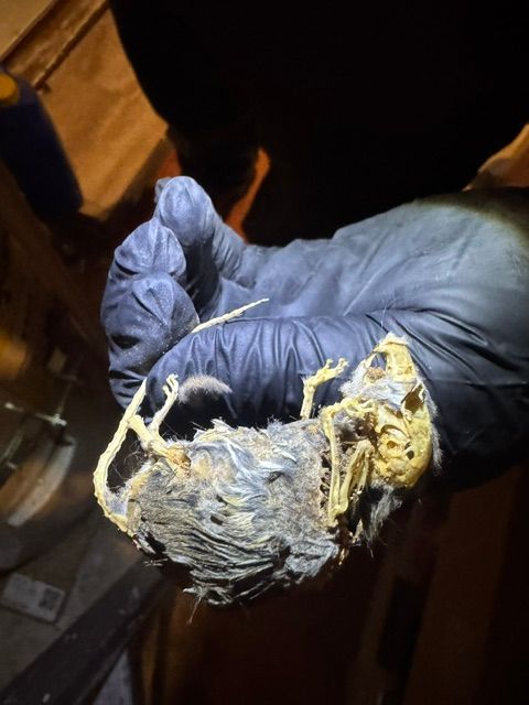 Gloved hand holding a frayed yellow-gray rope end against a dark background