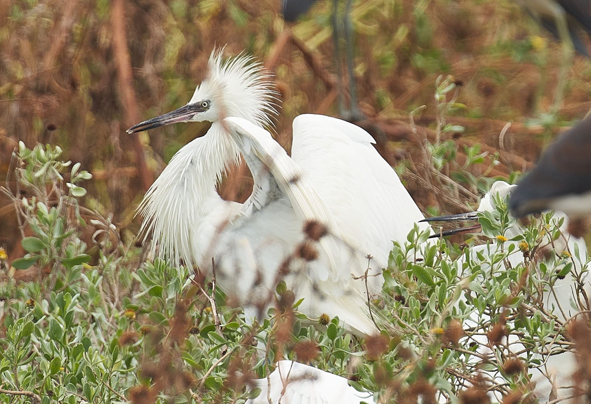 White heron with feathery head and wings spread, nestled in green and brown foliage.