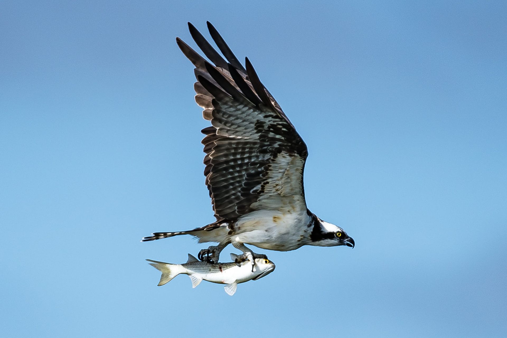 Osprey with outstretched wings flying through a clear blue sky, carrying a fish in its talons.