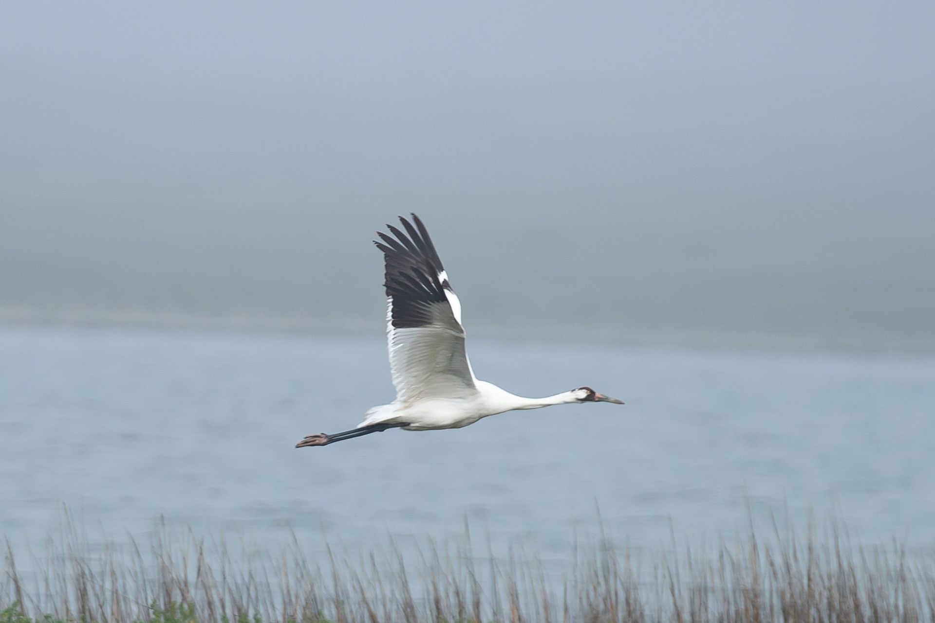 White and black whooping crane flying over water, wings outstretched.