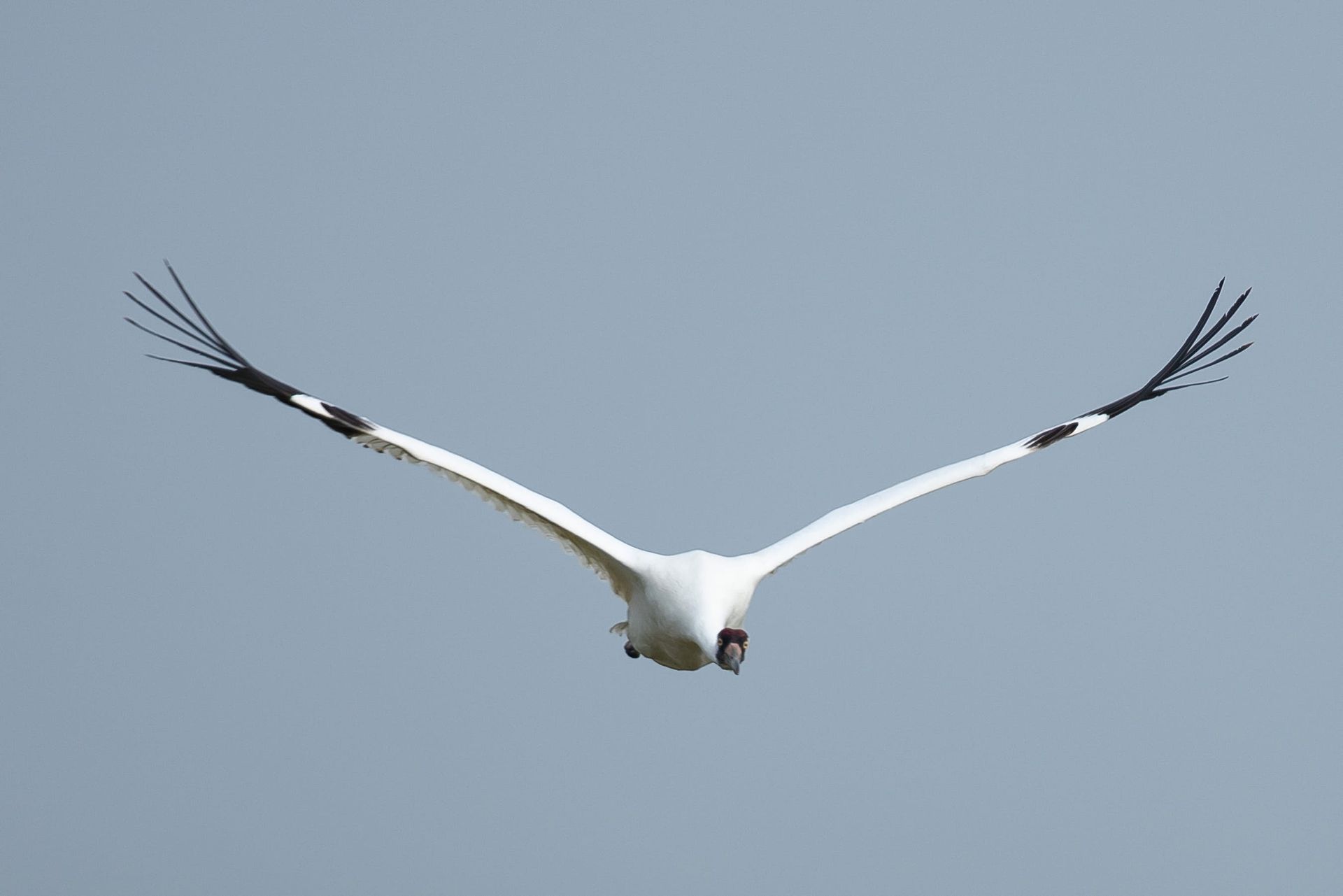 White crane with black wingtips in flight against a pale blue sky.