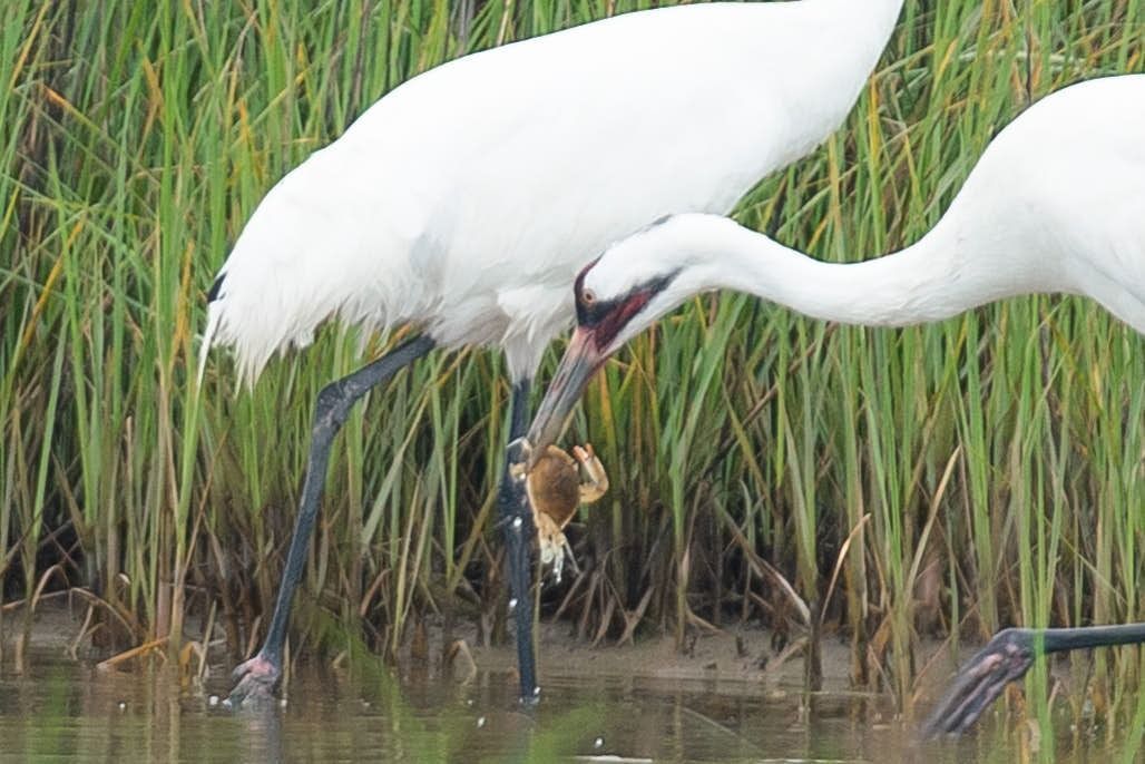 White spoonbills eating small prey in shallow water near tall grasses.