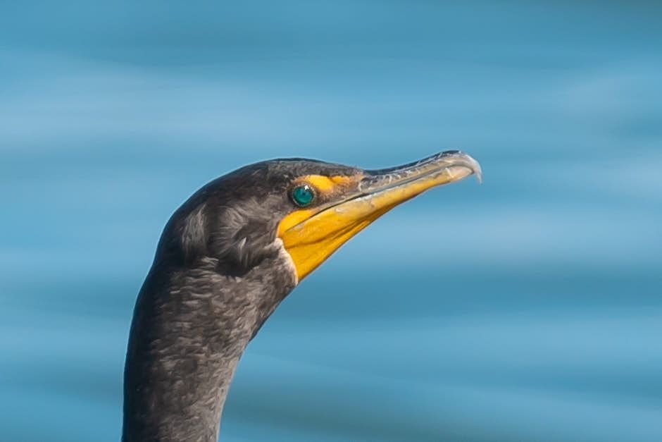 Black cormorant with yellow beak, turquoise eye, and black head, against a blurred blue water background.