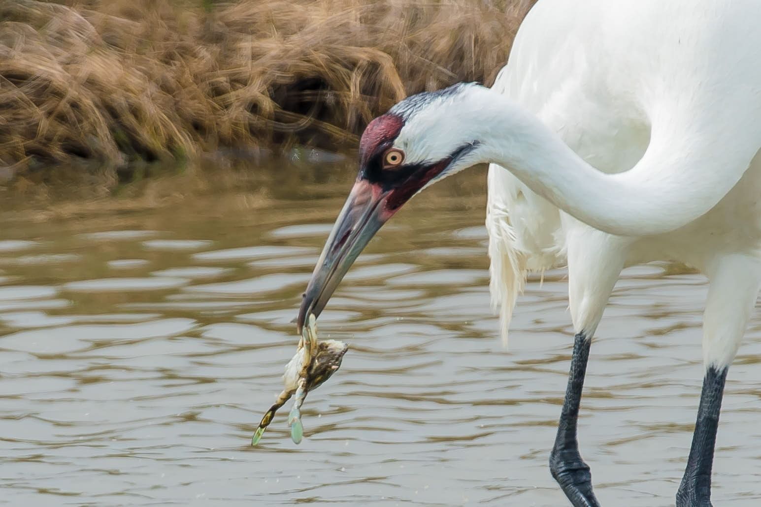 White bird with black legs, eating a small, green frog near water.