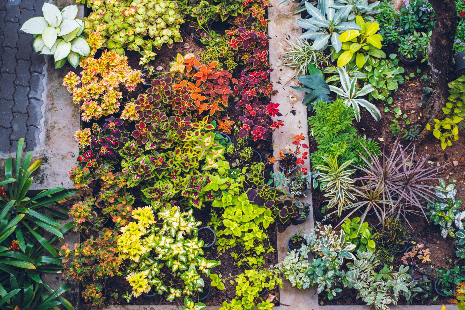 Healthy Garden Plants — Tempe, AZ — Arizona Termite Pest & Weed Healthy Garden Plants — Tempe, AZ — Arizona Termite Pest & Weed