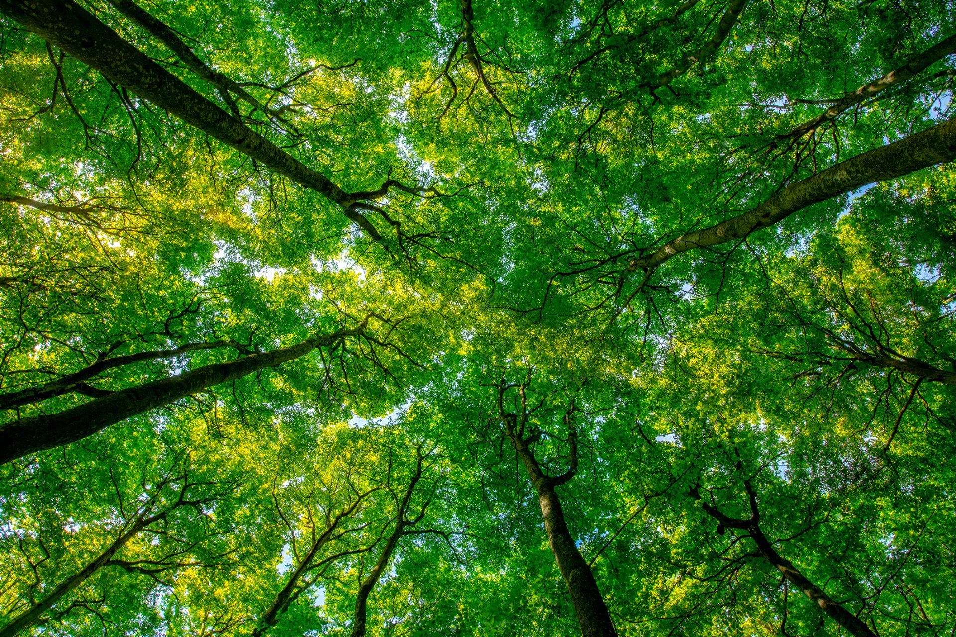 Healthy Green Trees — Tempe, AZ — Arizona Termite Pest & Weed Healthy Green Trees — Tempe, AZ — Arizona Termite Pest & Weed