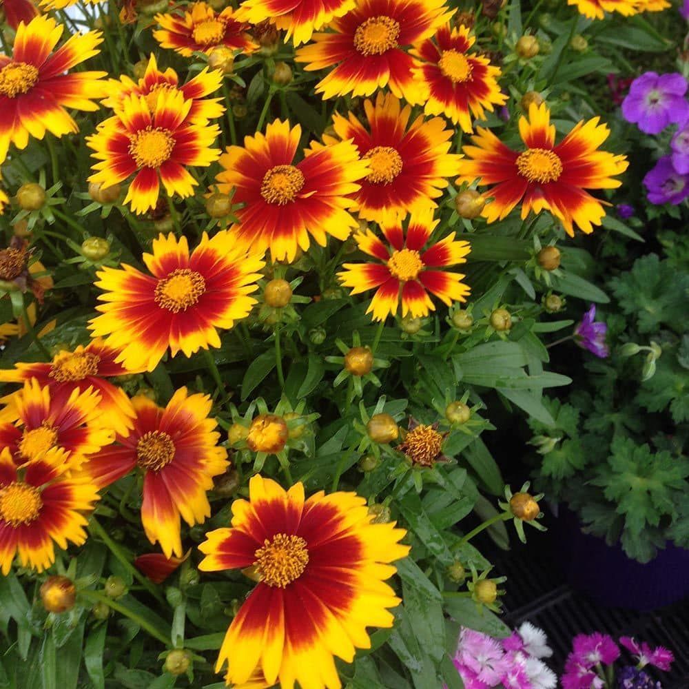A bunch of yellow and red flowers in a garden